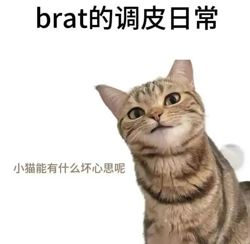 西檬之家-BMD属性是什么？全面解析Brat属性与字母圈互动新趋势